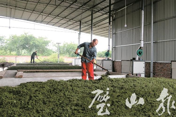 花椒加工厂助农解决销售难题